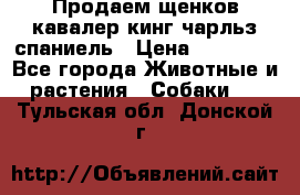 Продаем щенков кавалер кинг чарльз спаниель › Цена ­ 60 000 - Все города Животные и растения » Собаки   . Тульская обл.,Донской г.